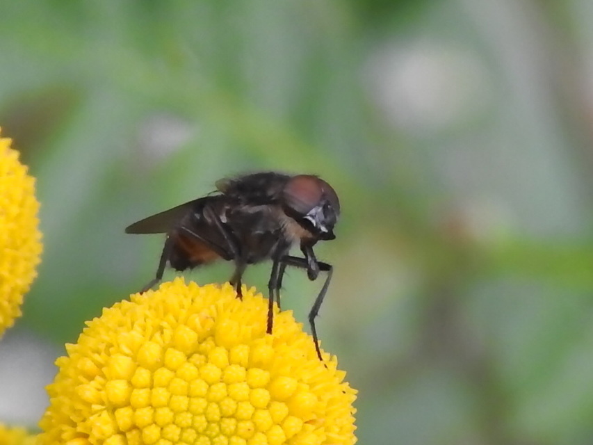 Stomorhina lunata - sáskaparazita légy