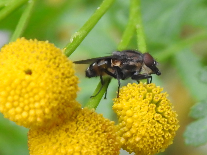 Stomorhina lunata - sáskaparazita légy