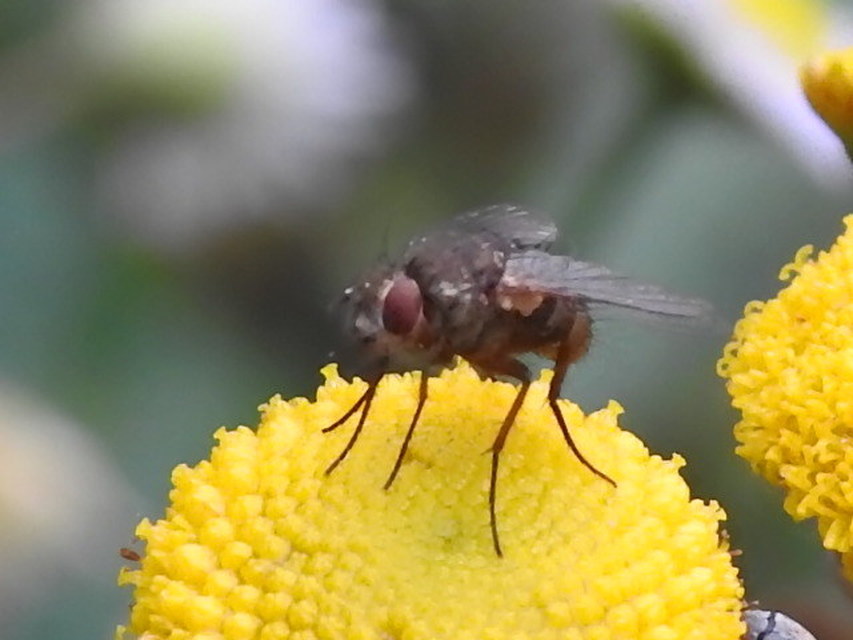 Siphona