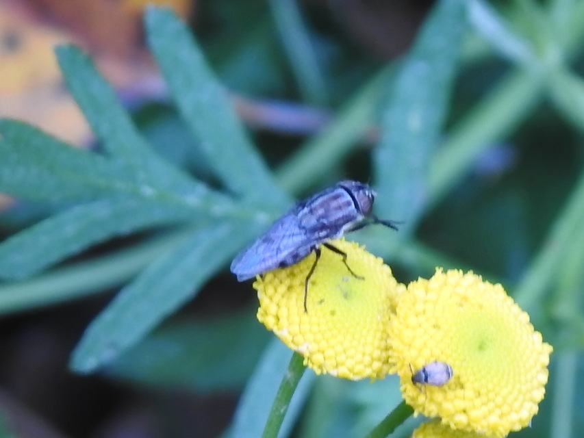Stomorhina lunata - sáskaparazita légy