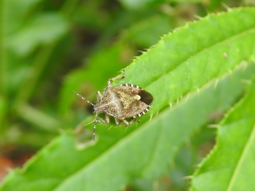 Dolycoris baccarum - közönséges bogyómászó-poloska Dolycoris baccarum - közönséges bogyómászó-poloska