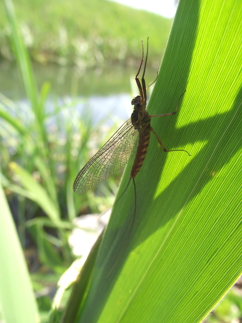 Epeorus assimilis