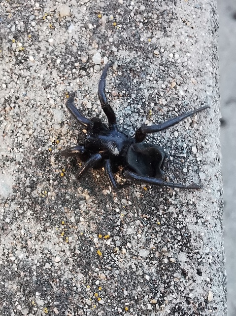 Araneae - Pókok