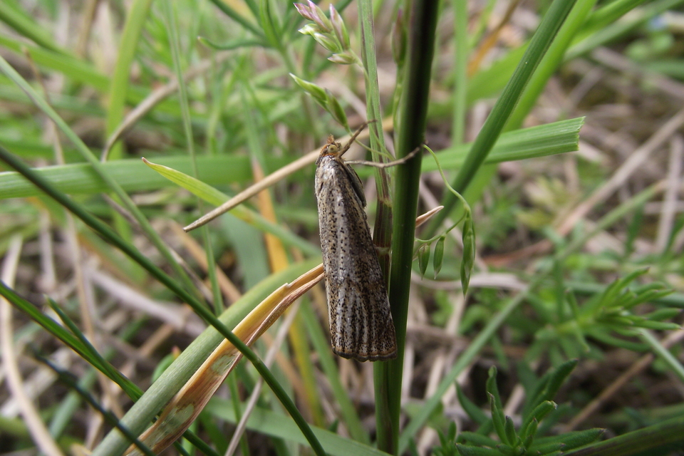 Thisanotia chrysonuchella - tavaszi fűgyökérmoly