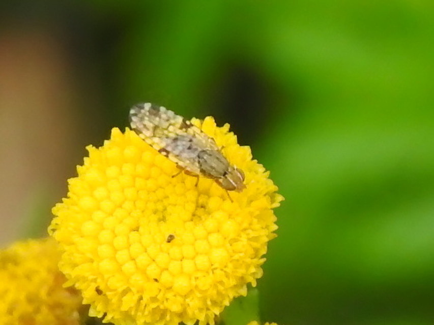 Tephritidae - fúrólégyfélék