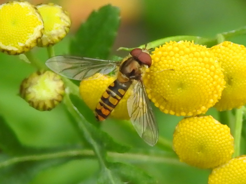 Episyrphus balteatus - ékfoltos zengőlégy