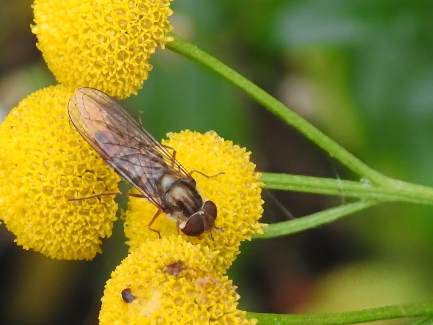 Episyrphus balteatus - ékfoltos zengőlégy