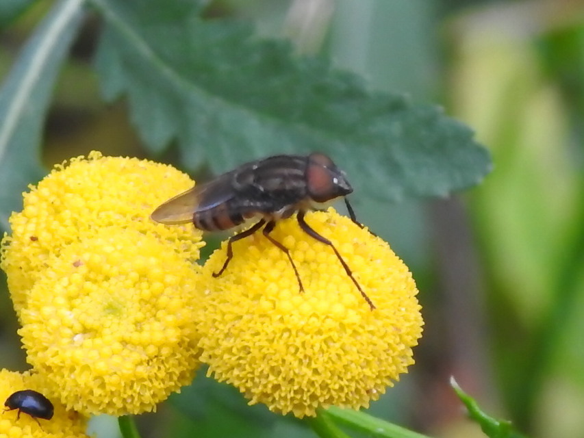 Stomorhina lunata - sáskaparazita légy