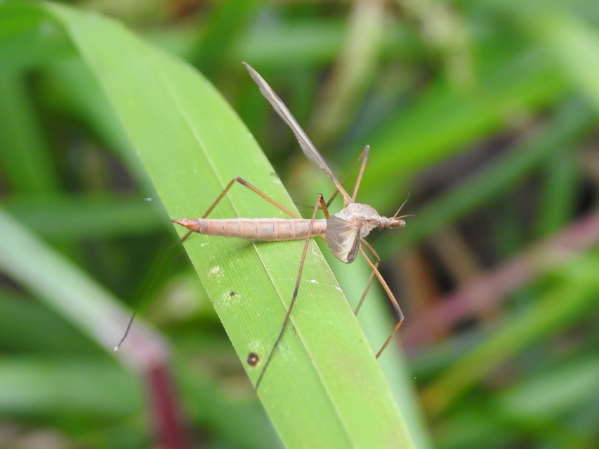 Tipula