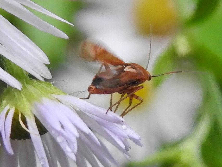 Lygus pratensis - változó mezeipoloska