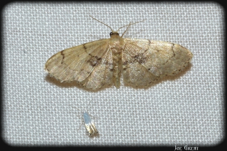 Idaea laevigata - sötétfoltos apróaraszoló