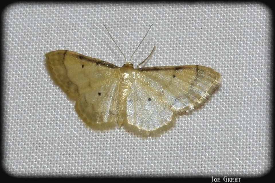 Idaea politaria - vonalas apróaraszoló