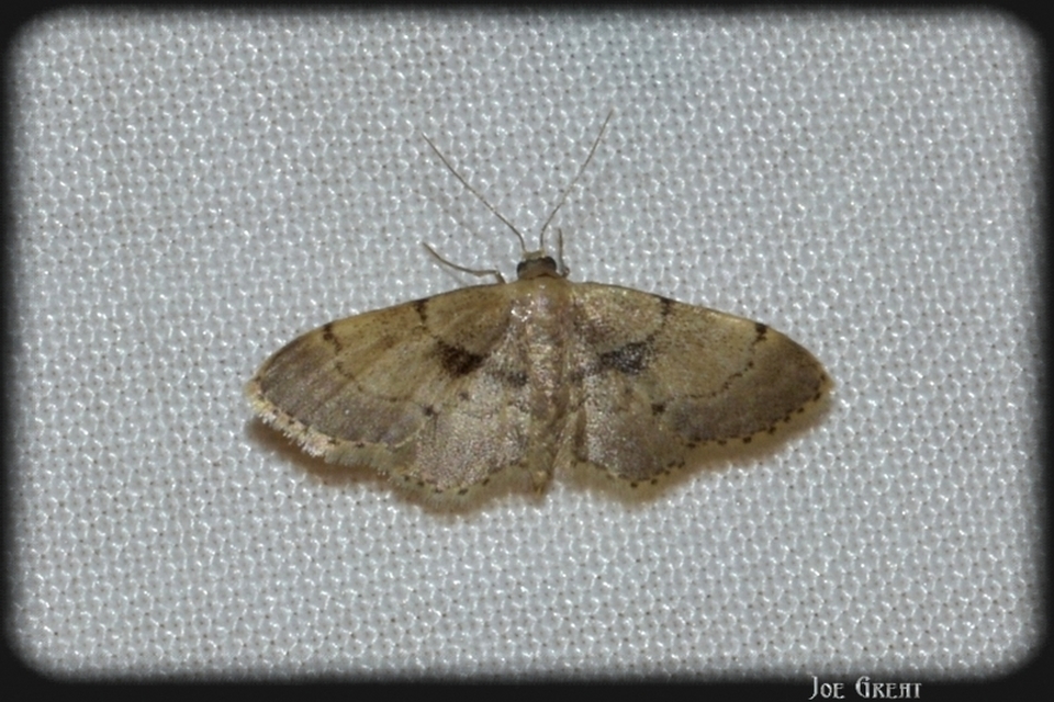 Idaea laevigata - sötétfoltos apróaraszoló