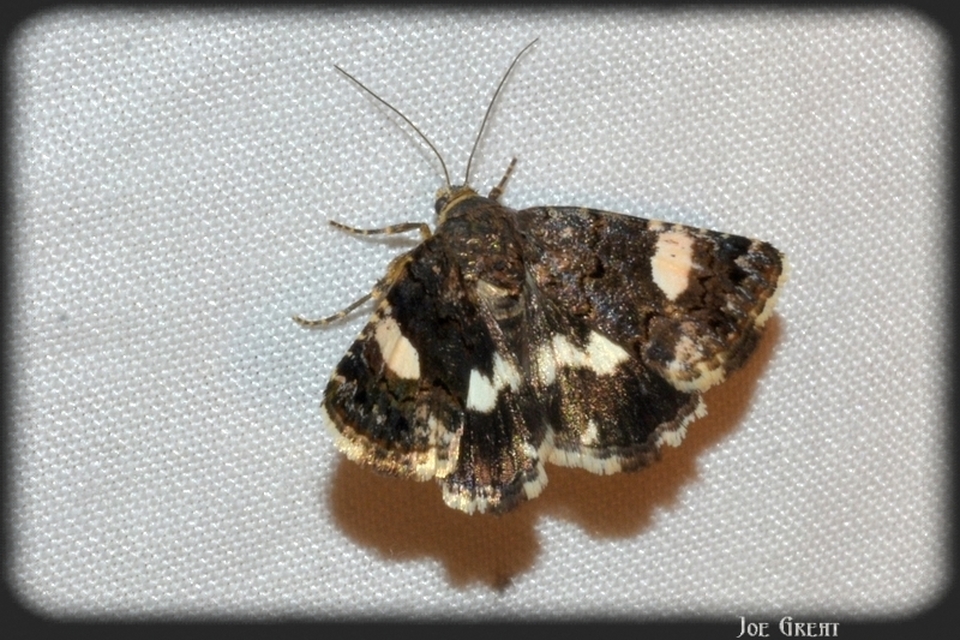 Tyta luctuosa - fekete nappalibagoly