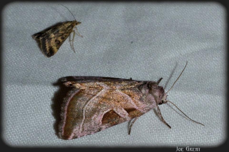 Eucarta virgo - mocsári ametisztbagoly