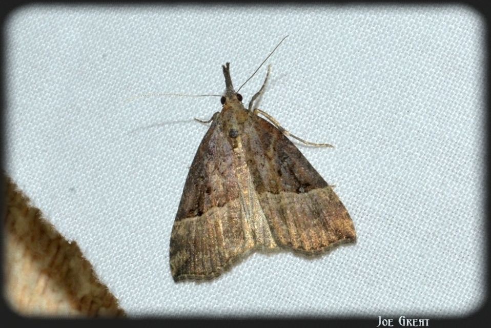 Hypena rostralis - közönséges karcsúbagoly