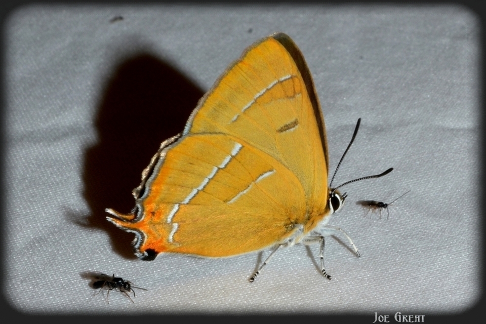 Thecla betulae - nyírfalepke