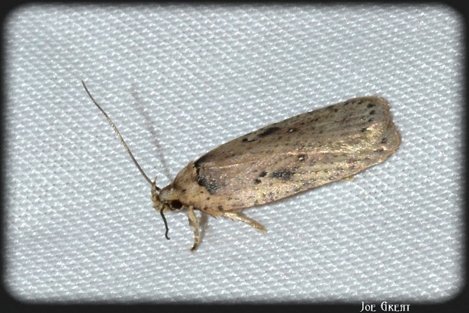 Depressariidae - laposmolyfélék