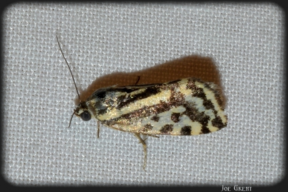 Emmelia trabealis - zebrabagoly