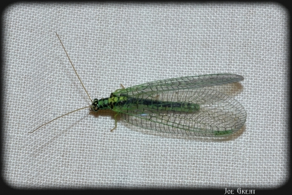 Chrysopa perla - aranyszemű fátyolka