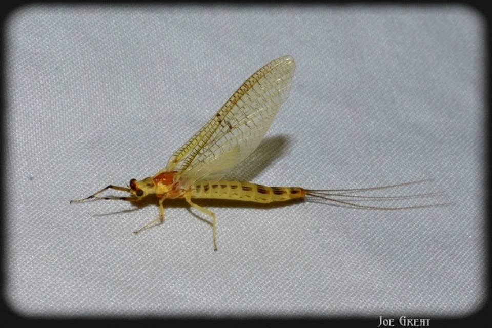 Ephemera lineata