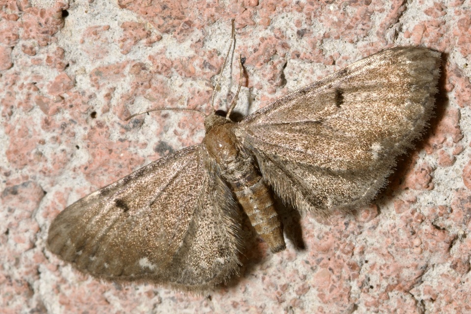 Eupithecia absinthiata - üröm-törpearaszoló