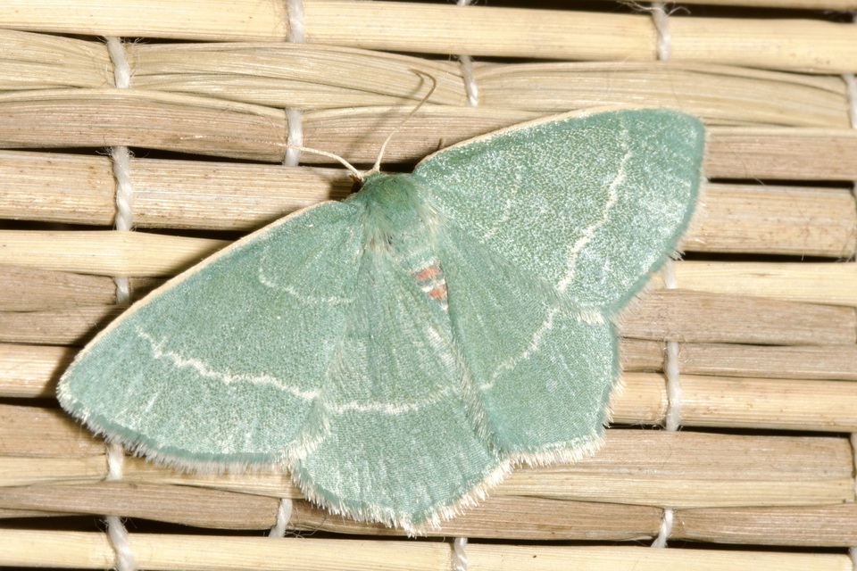 Chlorissa viridata - üdezöld araszoló