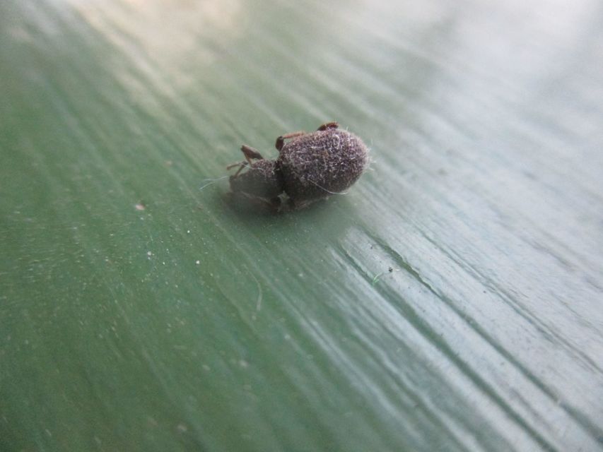 Otiorhynchus rugosostriatus - szamóca-gyalogormányos
