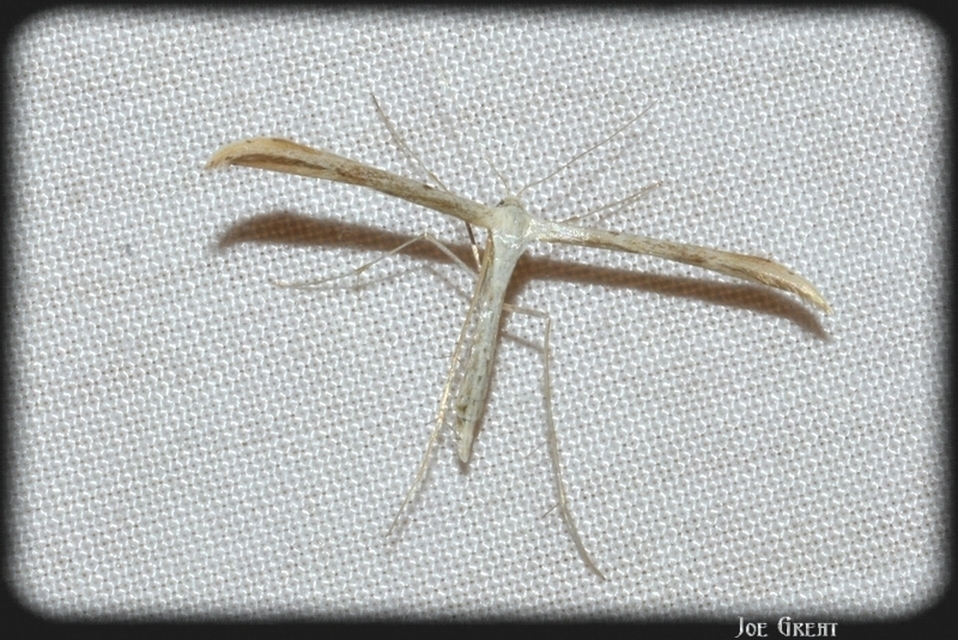 Pterophoridae - tollasmolyfélék