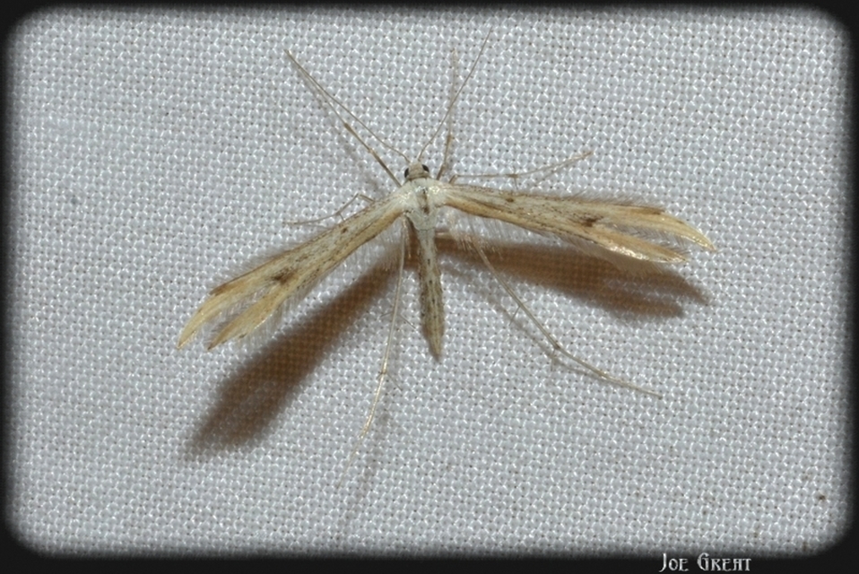 Pterophoridae - tollasmolyfélék