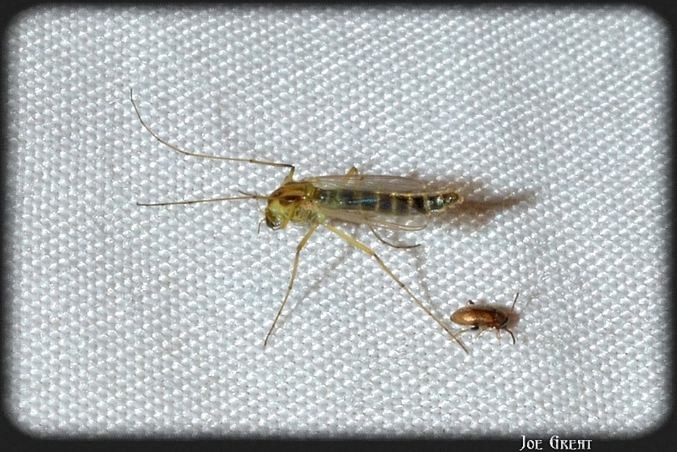 Diptera - Kétszárnyúak
