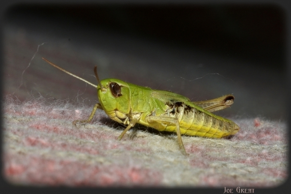 Pseudochorthippus parallelus - közönséges rétisáska