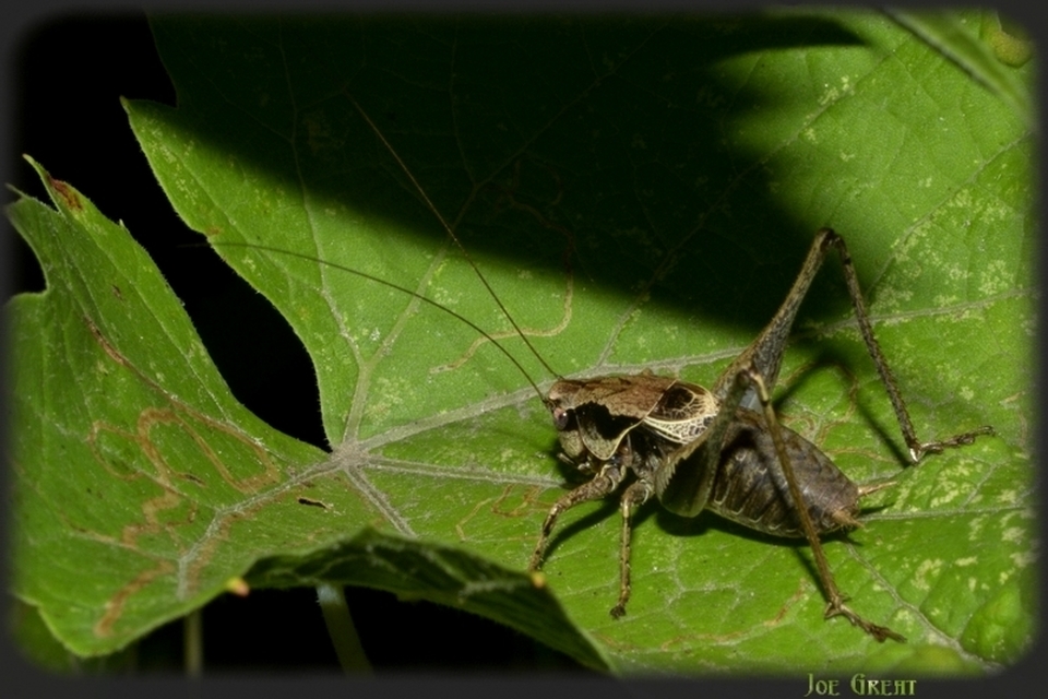 Pholidoptera griseoaptera - szürke avarszöcske