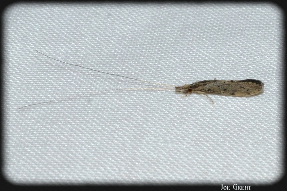 Trichoptera - Tegzesek