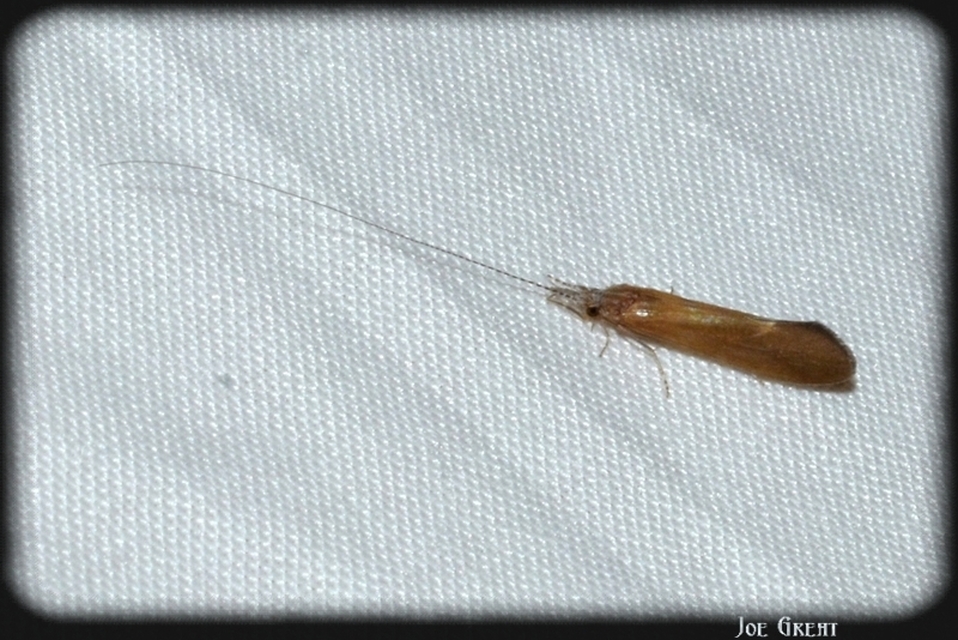 Trichoptera - Tegzesek