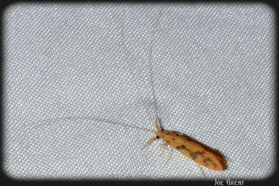 Trichoptera - Tegzesek