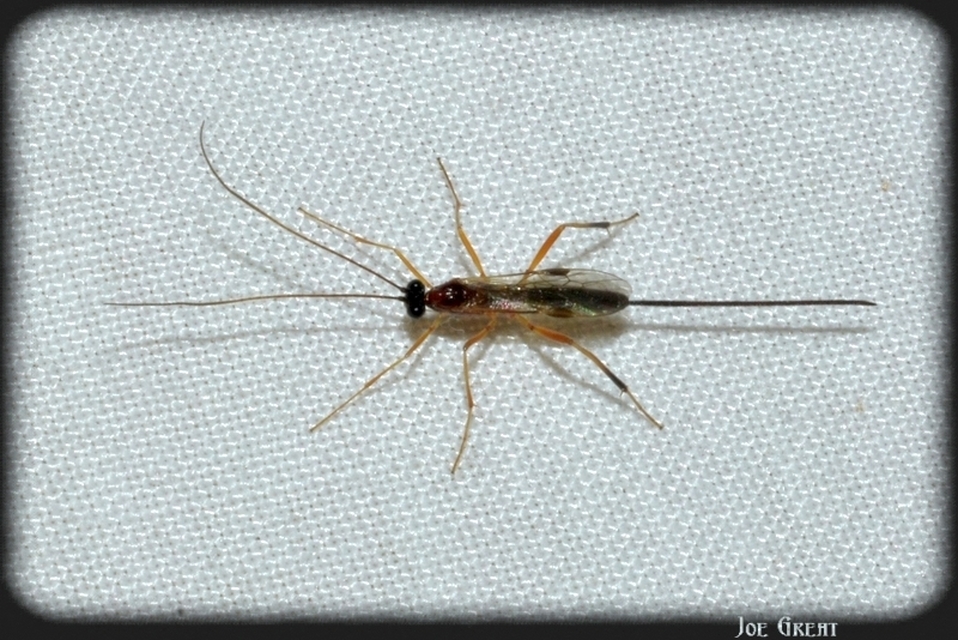 Hymenoptera - Hártyásszárnyúak