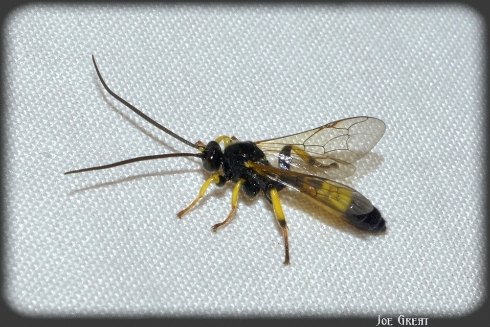 Hymenoptera - Hártyásszárnyúak