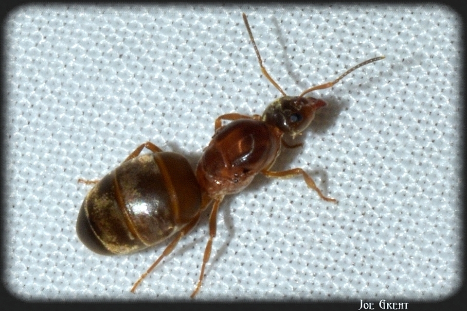 Lasius emarginatus - vöröstorú feketehangya