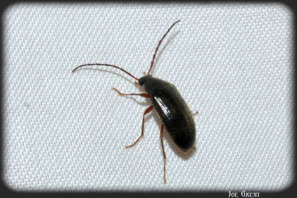 Hymenalia rufipes - rőtlábú alkonybogár