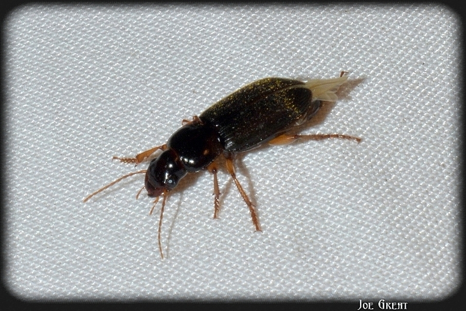 Harpalus griseus - kis selymesfutó