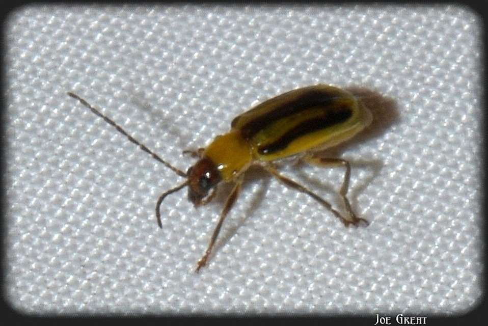 Diabrotica virgifera - amerikai kukoricabogár