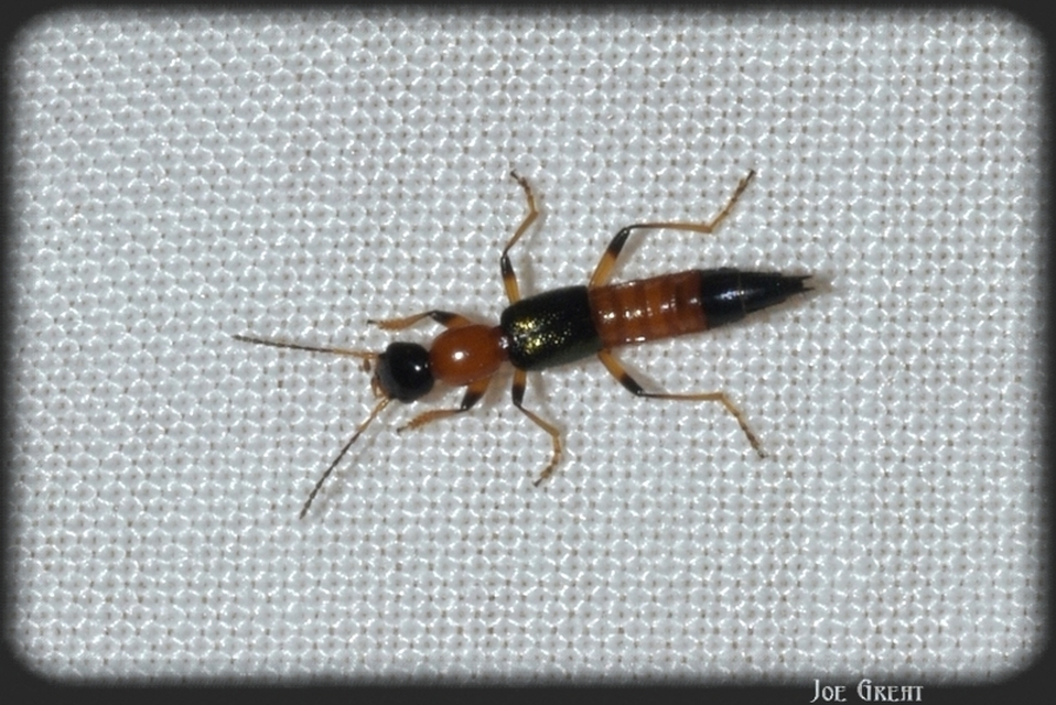 Paederus