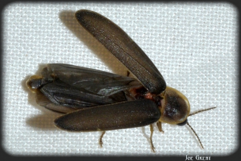 Lampyris noctiluca - nagy szentjánosbogár