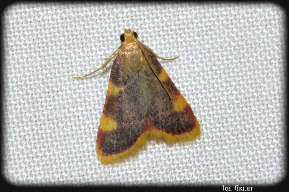 Hypsopygia costalis - szénailonca
