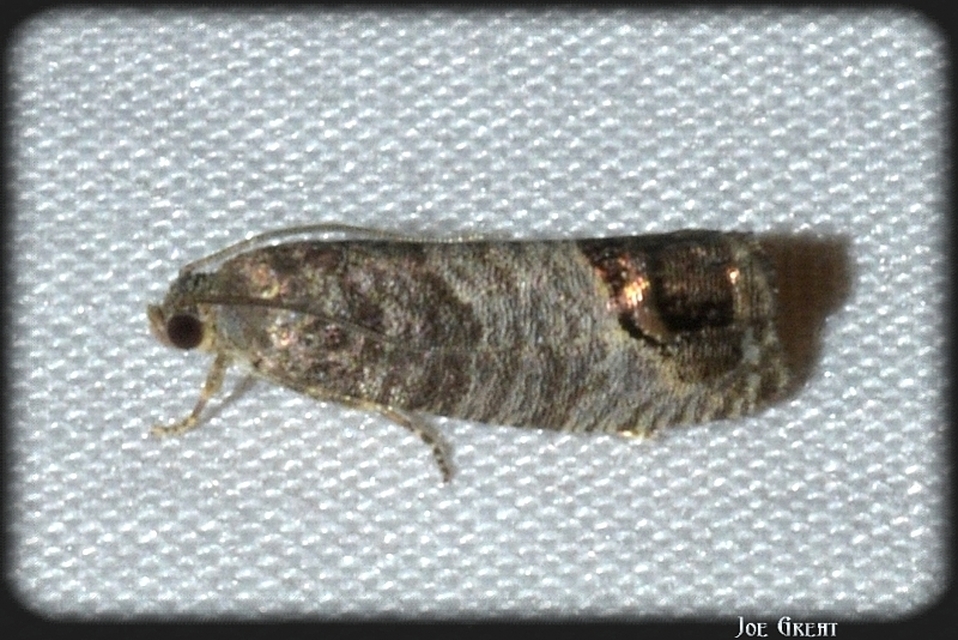 Cydia pomonella - almamoly