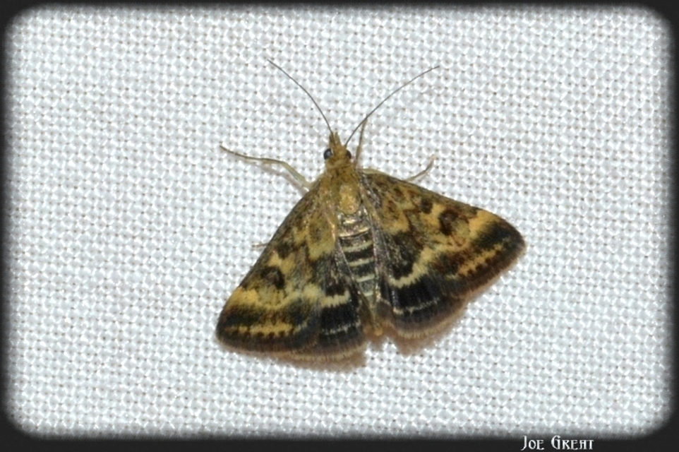 Pyrausta despicata - réti bíbormoly