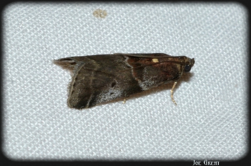 Phycitinae
