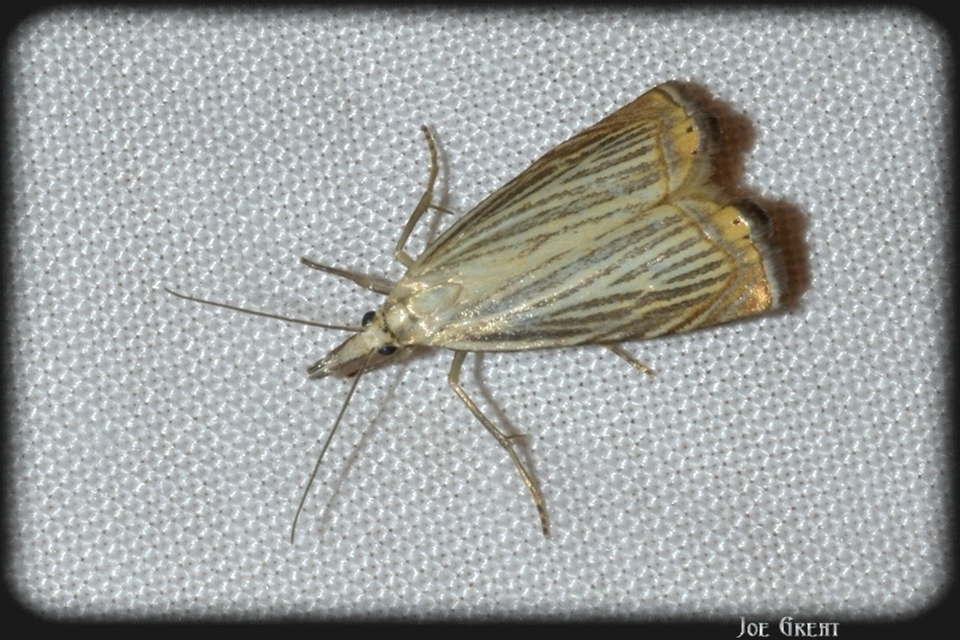 Chrysoteuchia culmella - kerti fűgyökérmoly