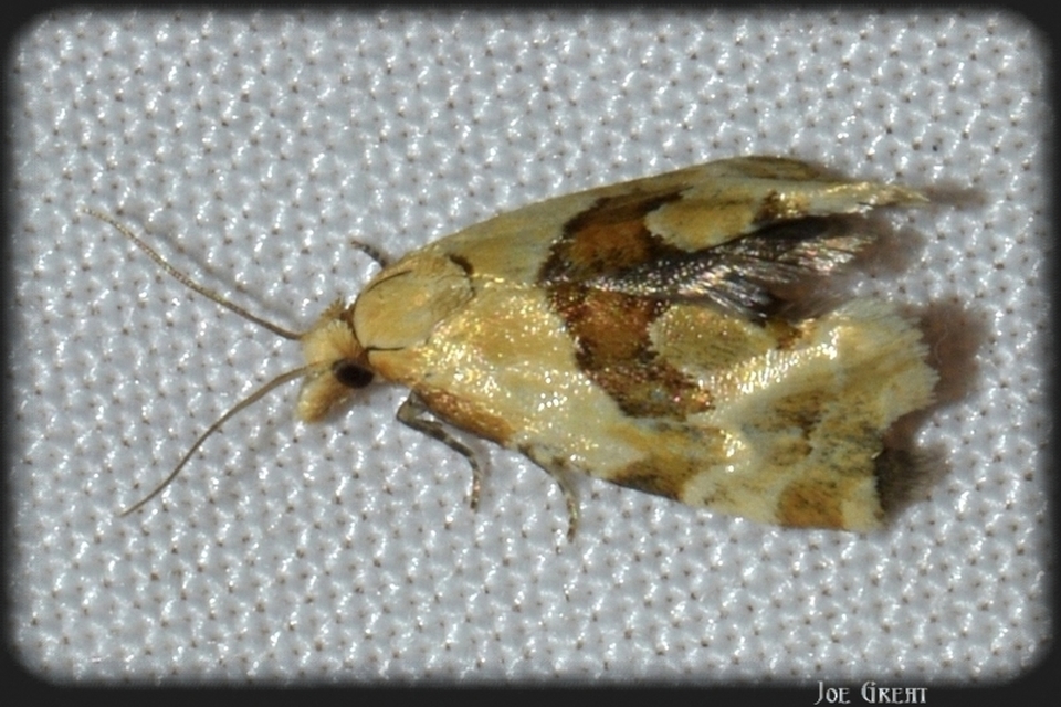 Cochylini